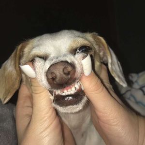 Meet your Posher, Leah